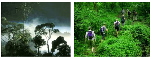 Menjelajah Hutan Kalimantan 